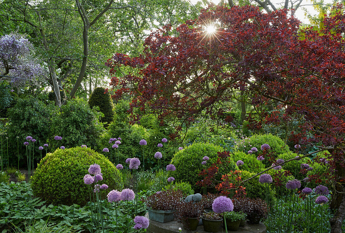 Garten mit Buchsbaum und Zierlauch (Allium), Deutschland