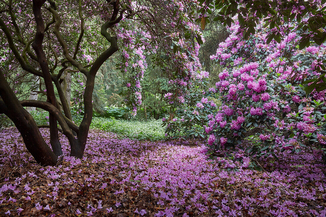 Üppige Blüte im Rhododendrongarten, Deutschland