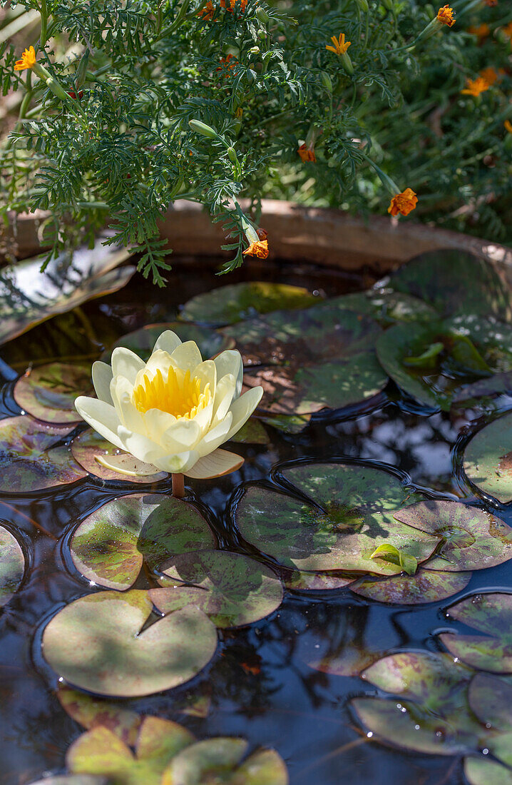 Blühende Seerose im Miniteich auf der Terrasse