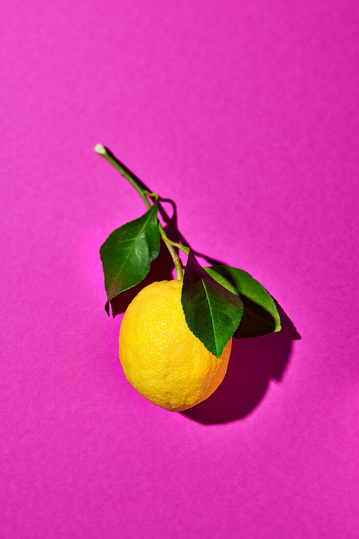 Amalfi-Zitrone mit Blättern auf pinkfarbenem Untergrund