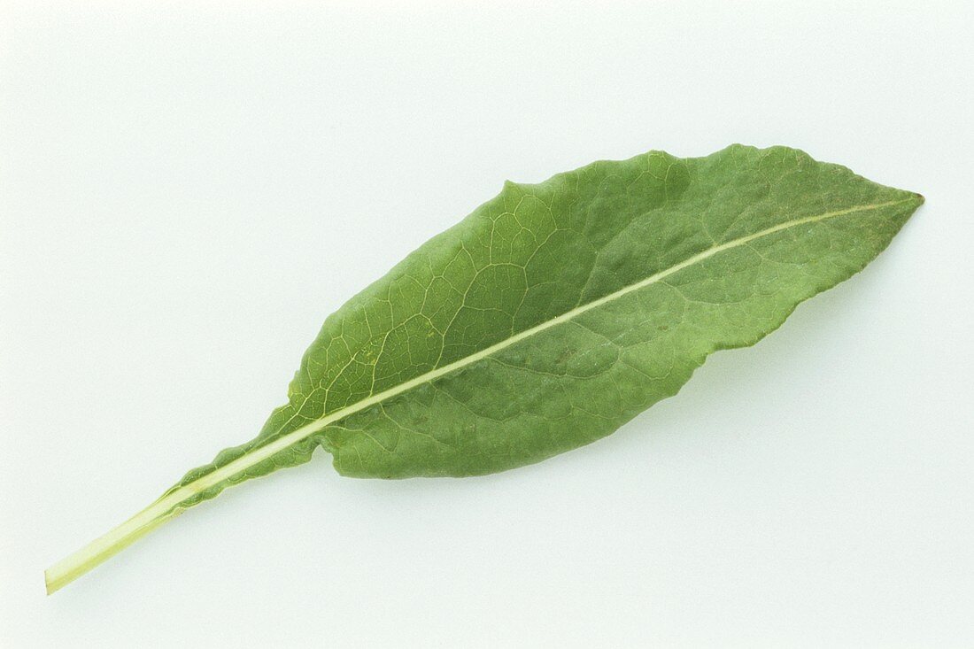 A bistort leaf (Polygonum bistorta)