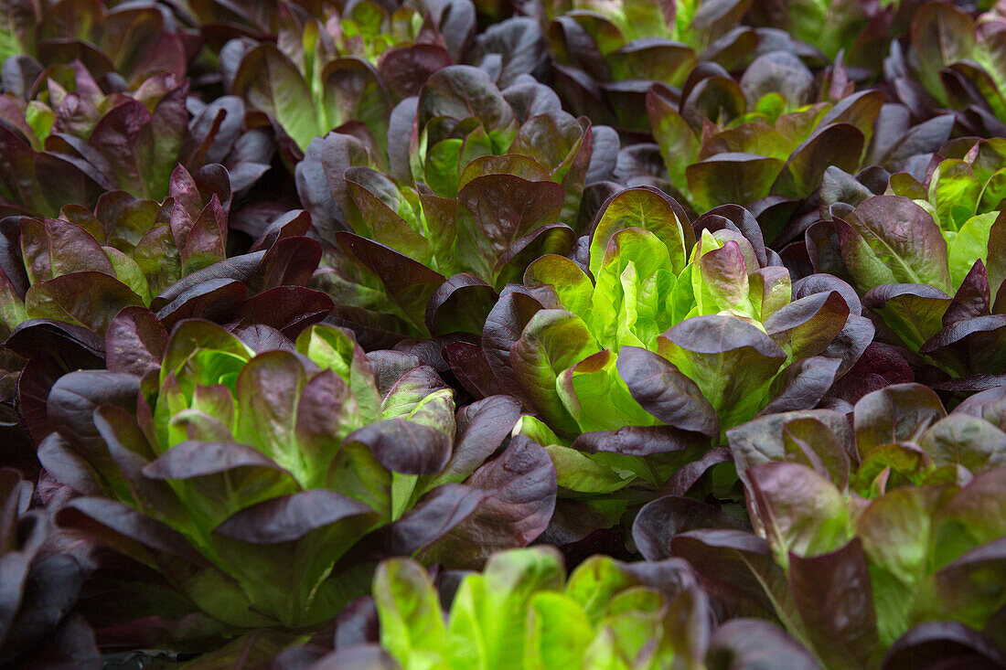 Salad greens in the garden