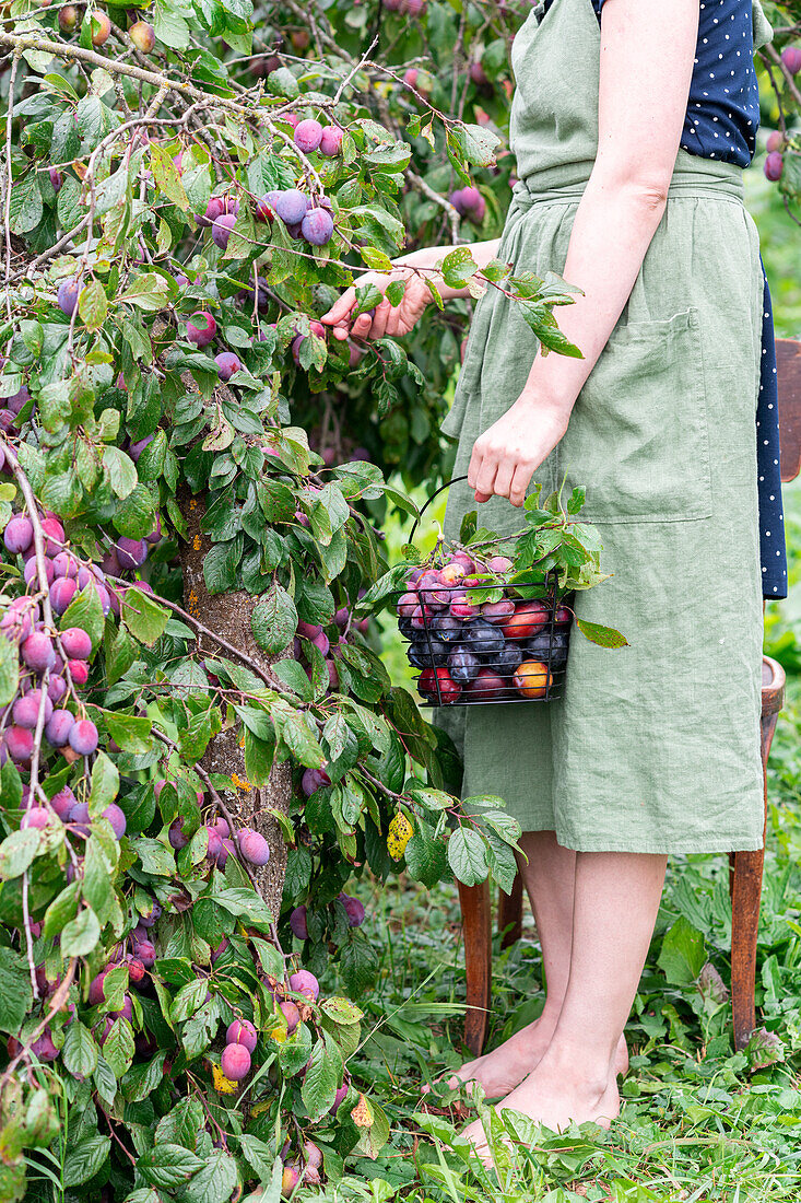 Woman picking plums