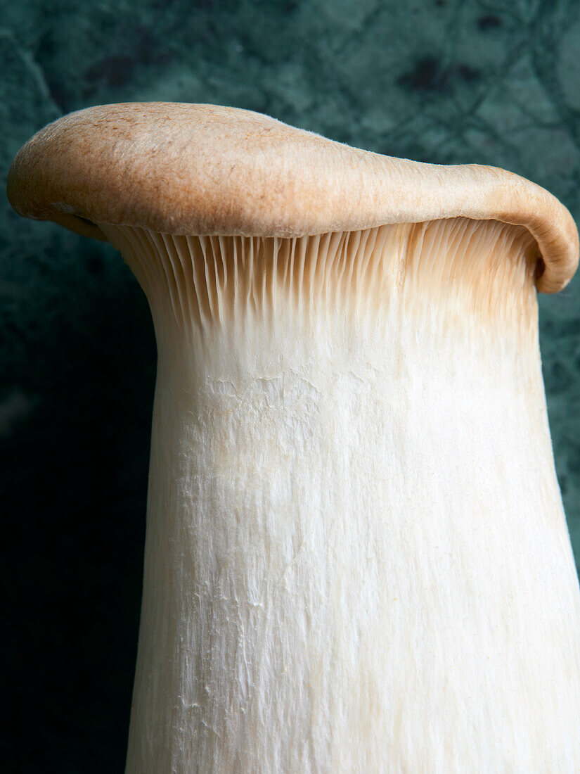 Oyster mushroom