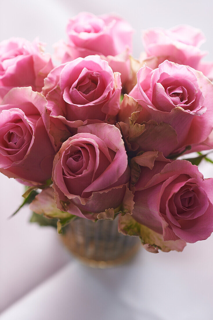 Pink roses