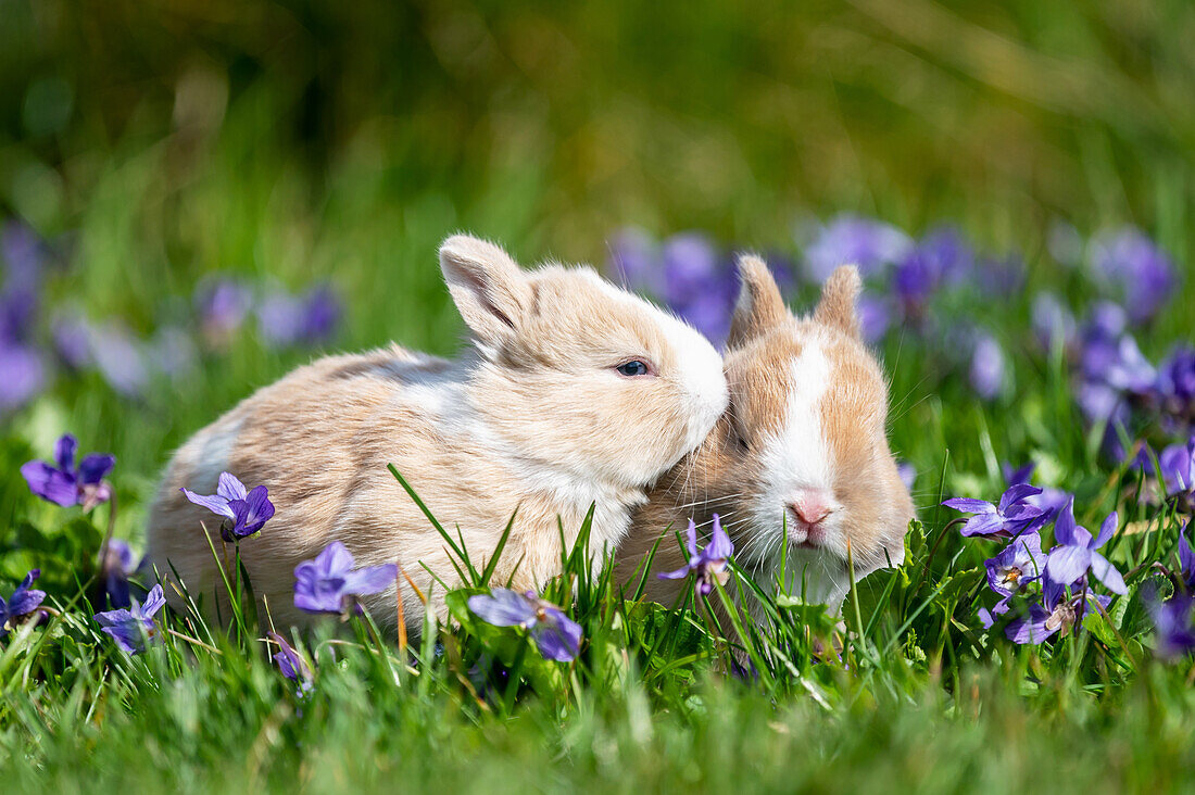 Two young rabbits in green grass surrounded by purple violets (Viola)