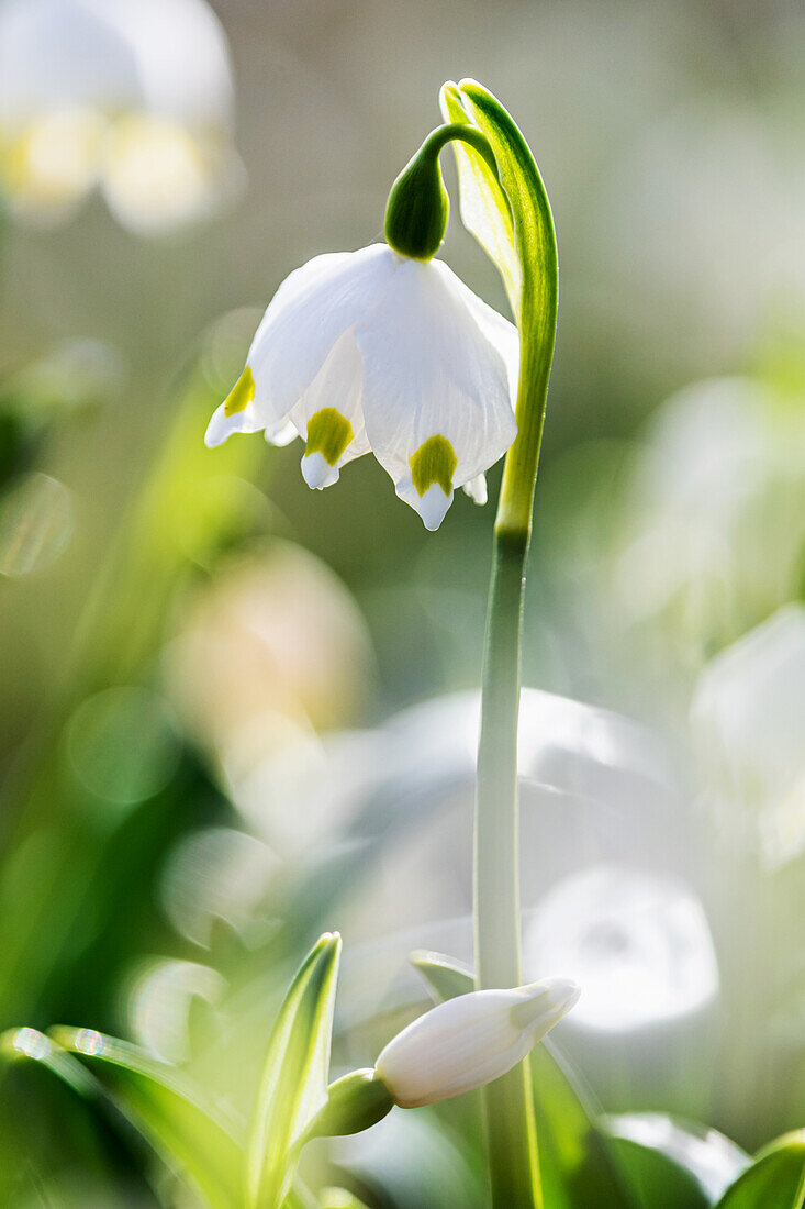 Märzenbecher (Leucojum vernum) in Wiese, close-up