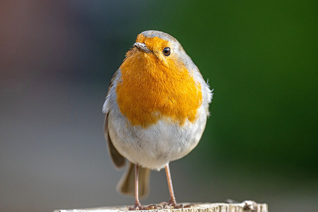 Rotkehlchen (Erithacus rubecula) auf einem Baumstumpf