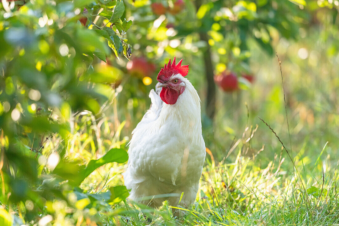 Leghorn chicken (Italian breed) in the apple orchard