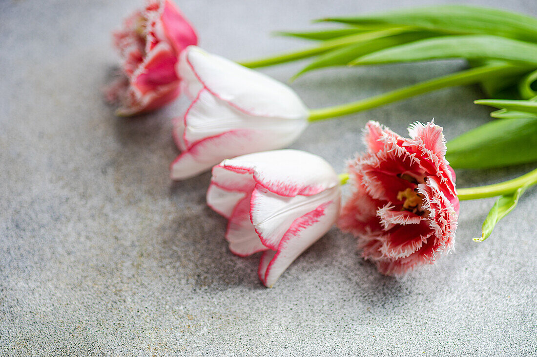White and red tulips on concrete background (Tulipa)