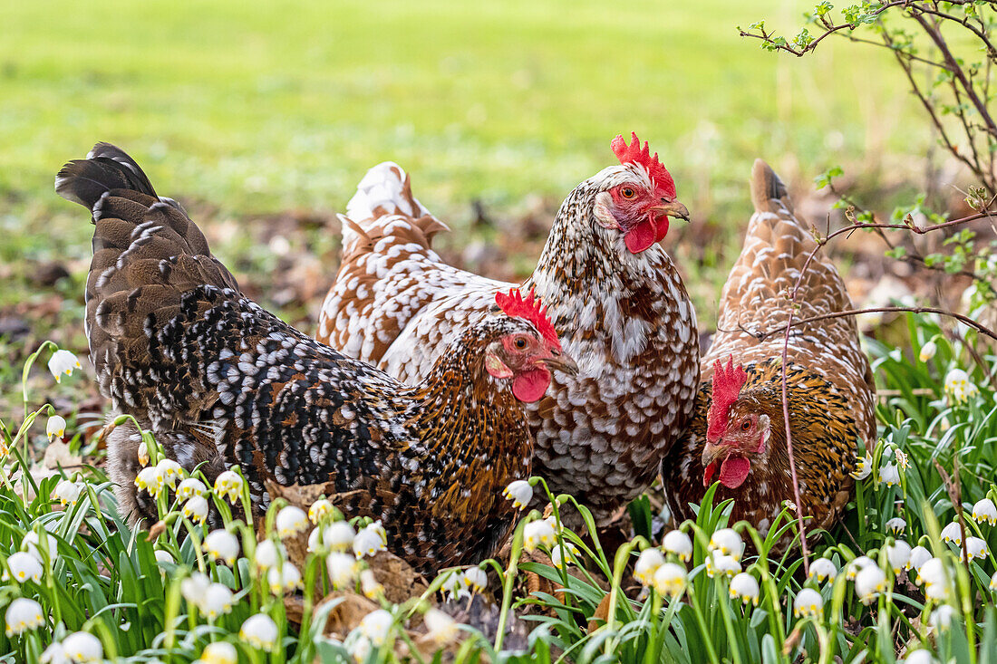 Flowering chickens (old Swedish breed of chicken) surrounded by marshmallows (Leucojum vernum)