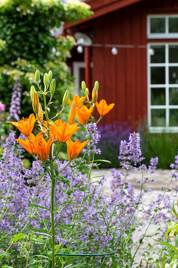 Feuerlilie (Lilium bulbiferum) und Katzenminze (Nepeta) im Garten