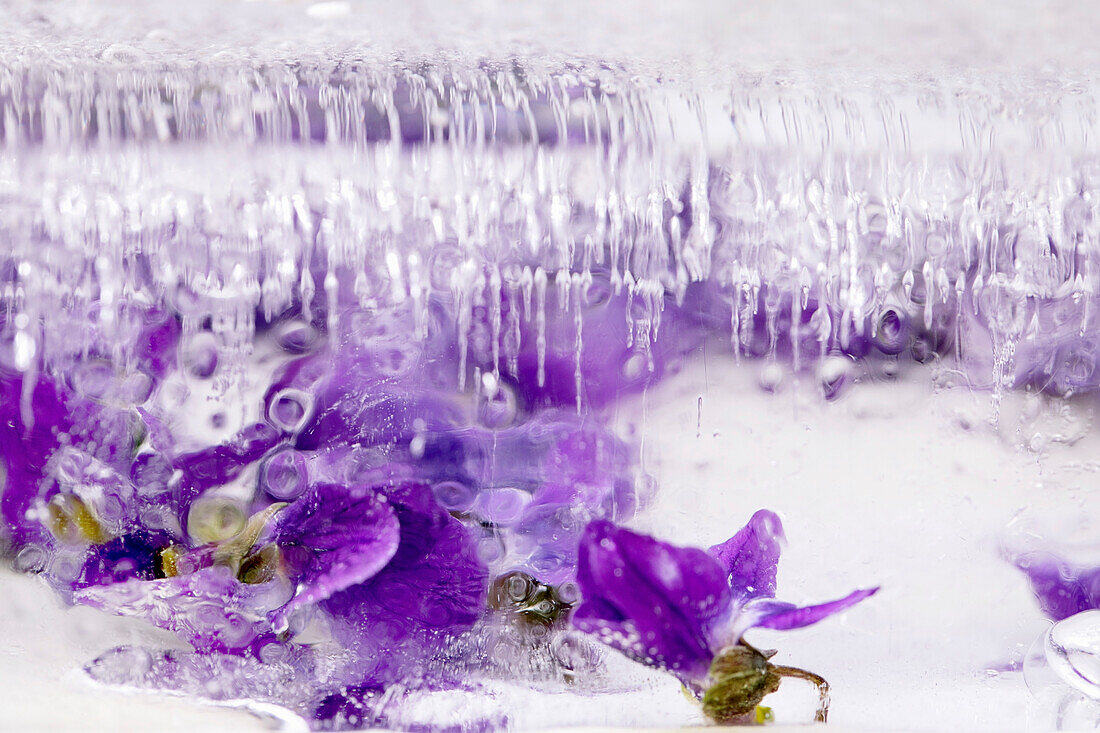 Veilchenblüten in einem transparenten Eisblock