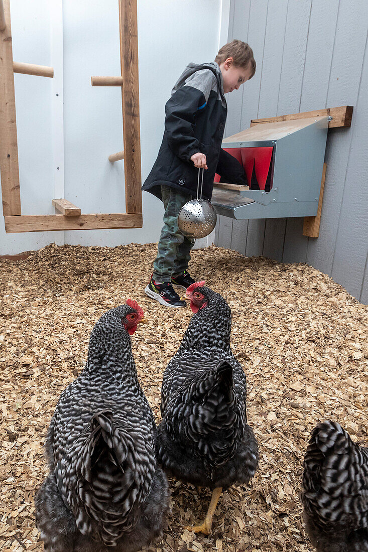 Boy collecting eggs from a chicken coop