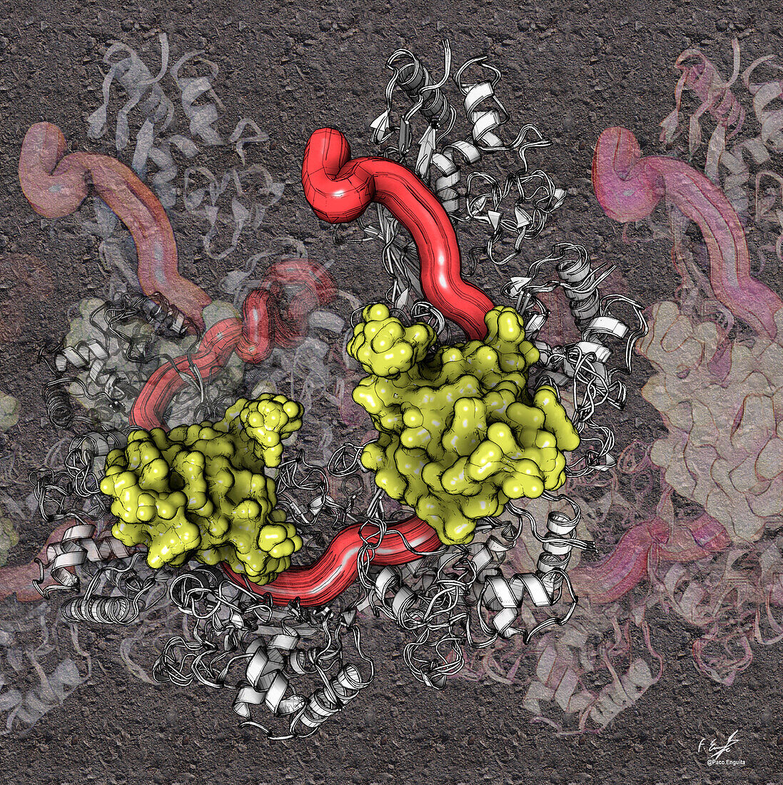 Anti-CRISPR proteins, illustration