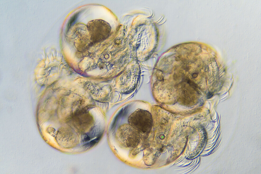 Sea slug eggs, light micrograph