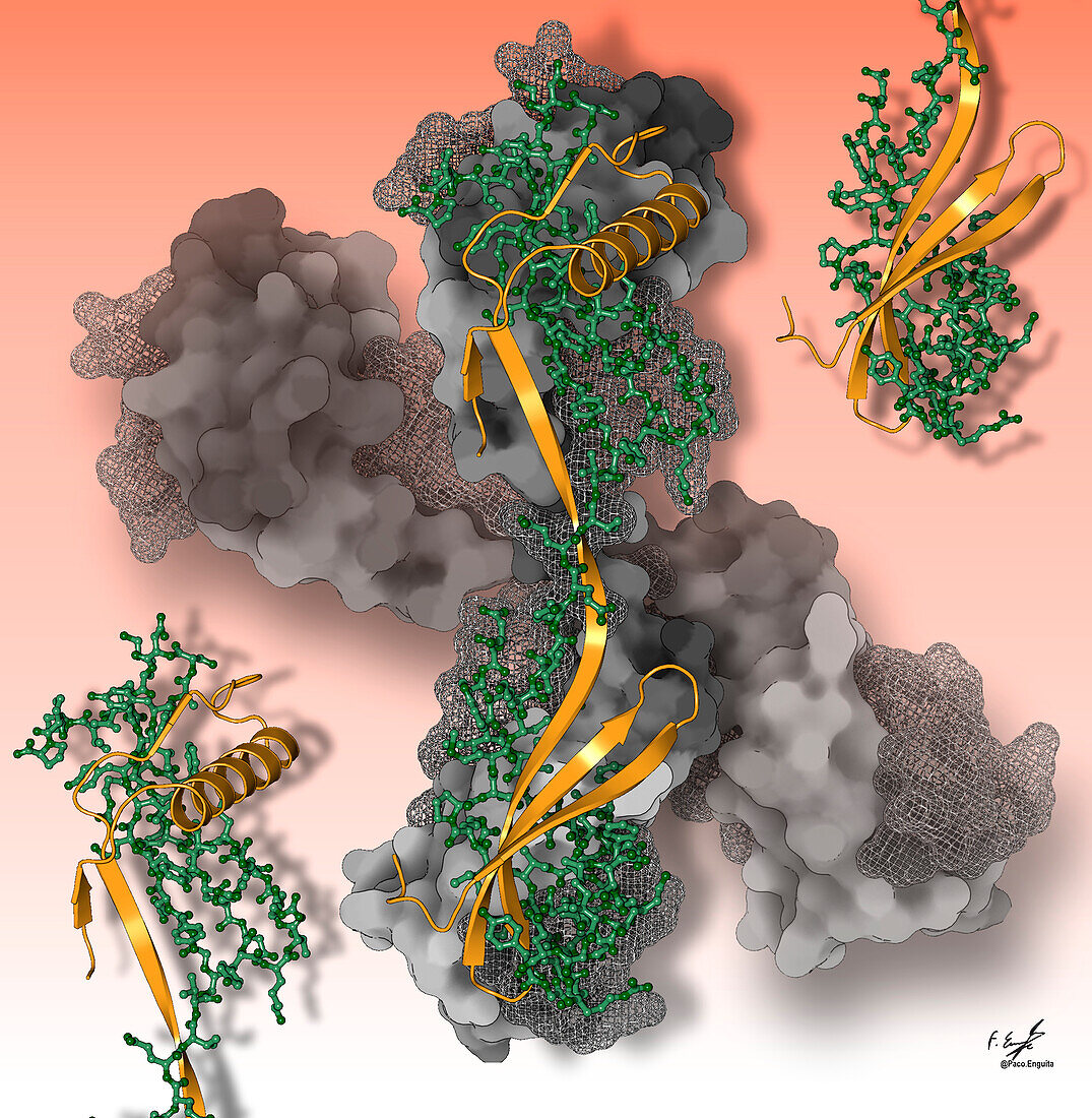 Single-chain monellin protein, illustration