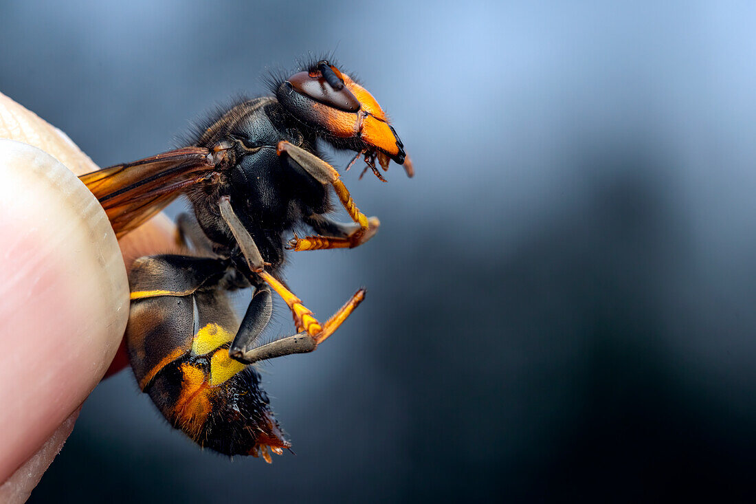 Dead Asian hornet