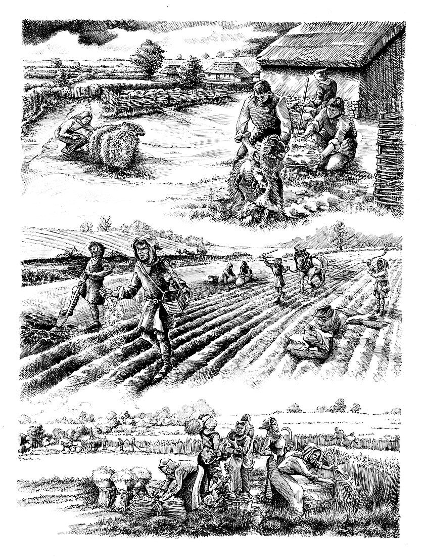 Medieval farming, c5th-15th century, illustration