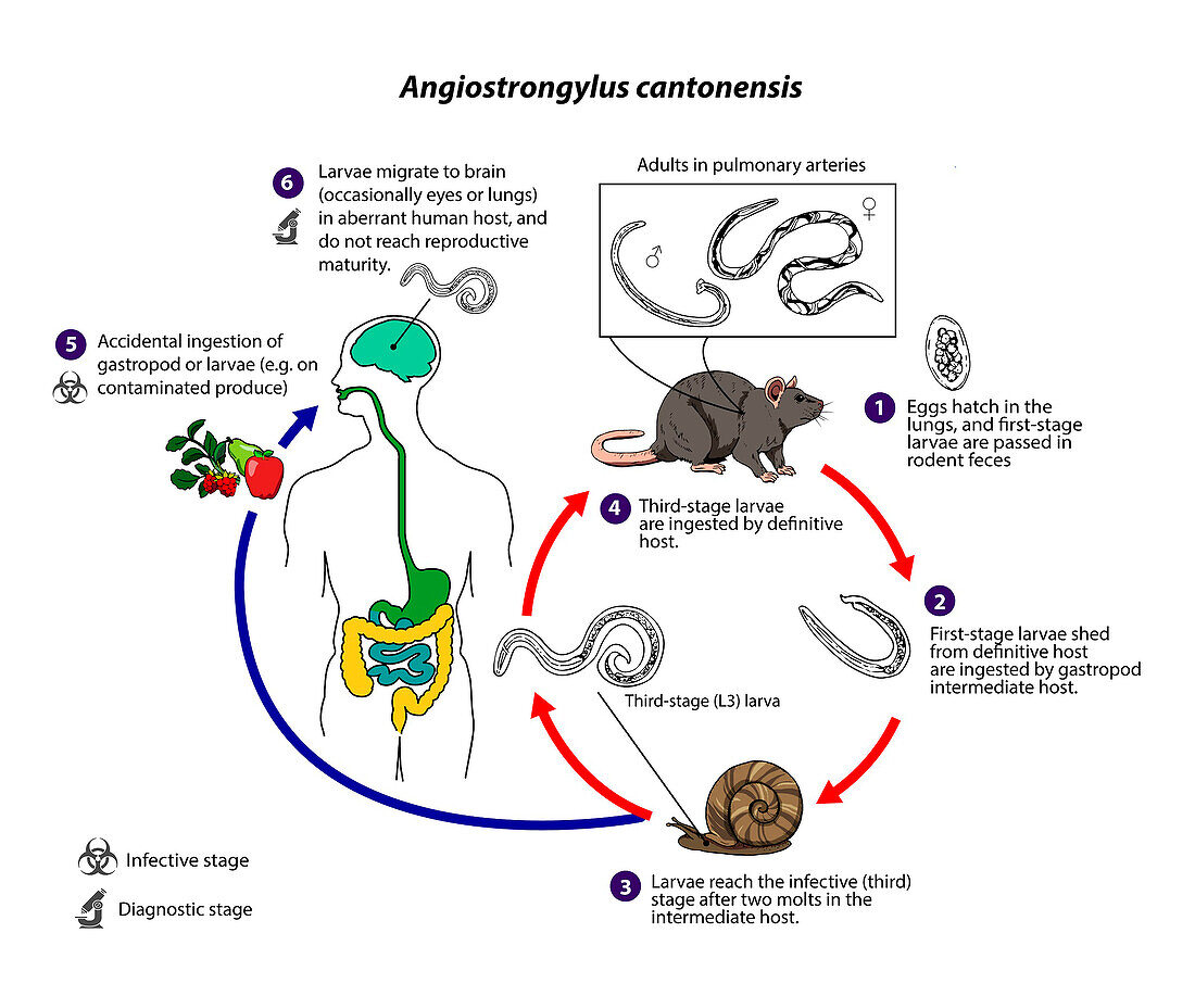 Rat lungworm life cycle, illustration