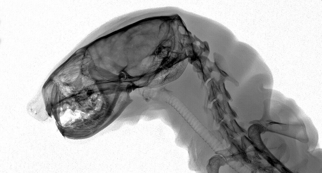 Male weasel, X-ray
