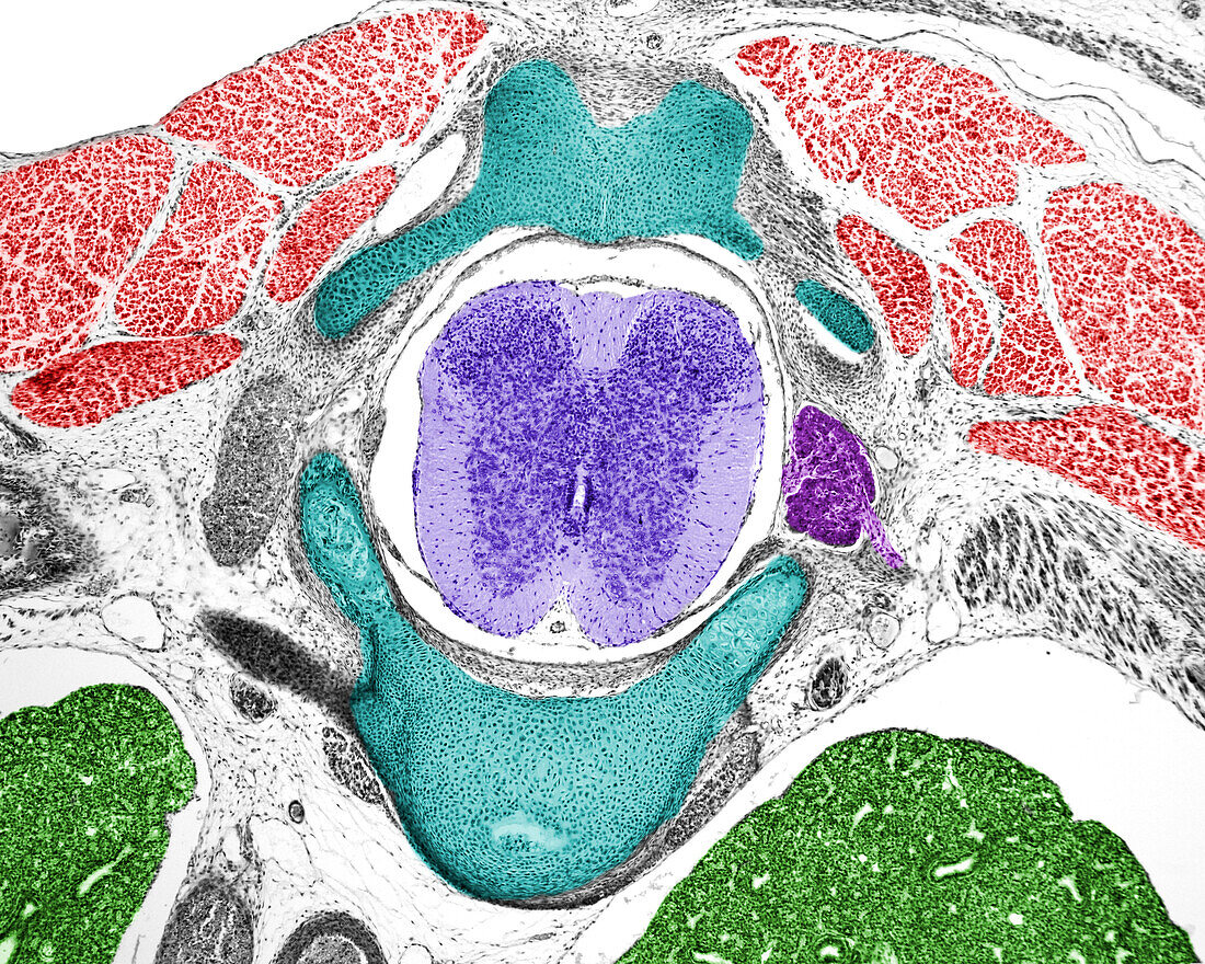 Embryo spinal cord, light micrograph