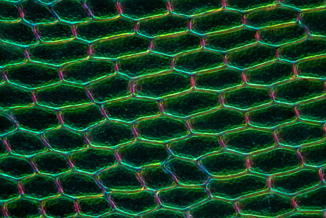 Moss (Cinclidium stygium), light micrograph