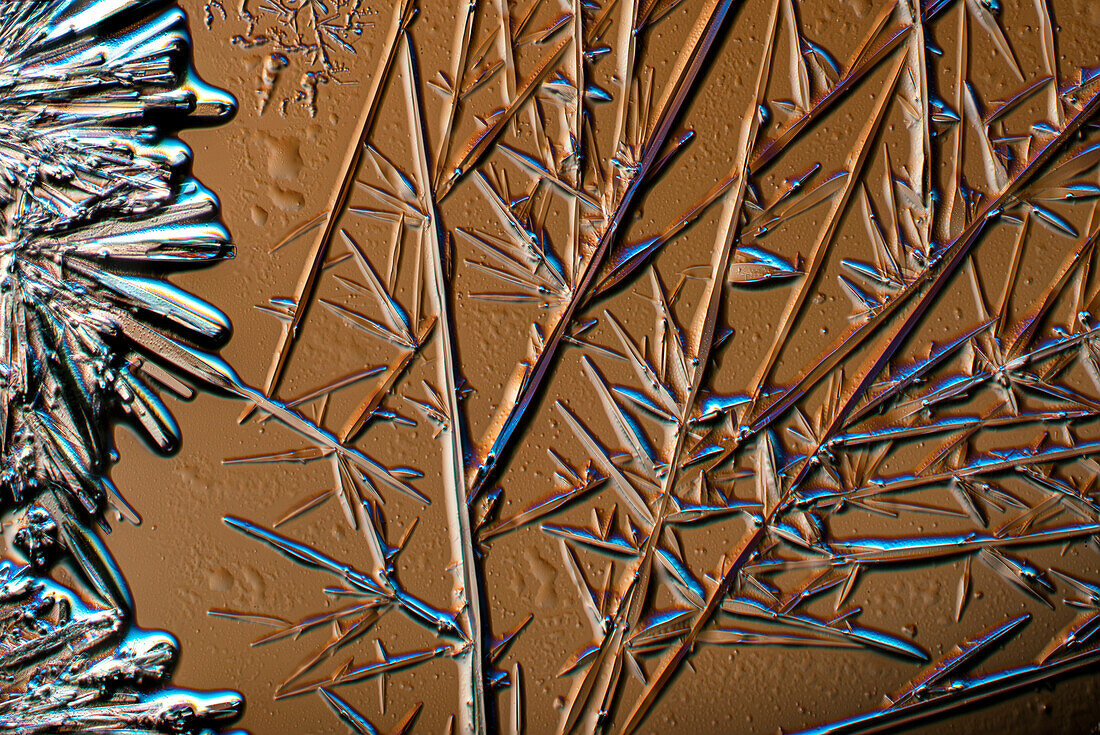 Cocaine crystals, light micrograph