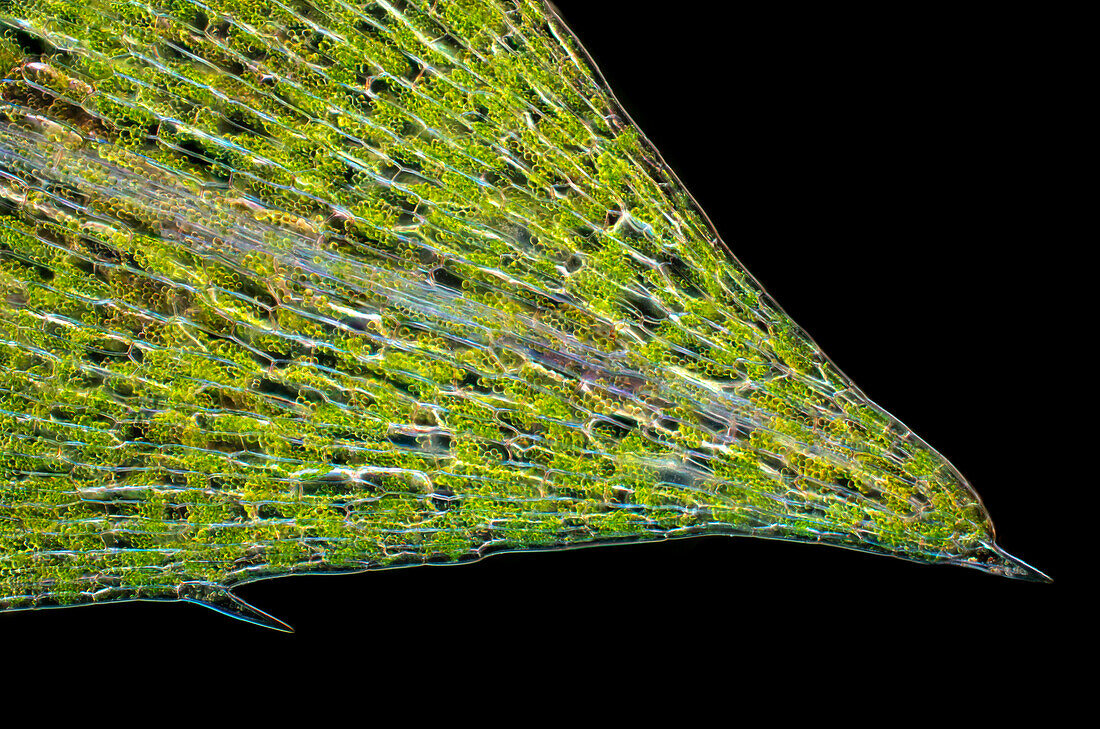 Canadian waterweed (Elodea canadenis) leaf, light micrograph