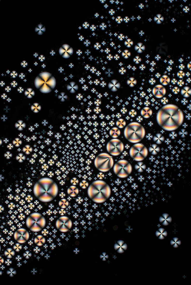 Droplets of liquid crystal, light micrograph
