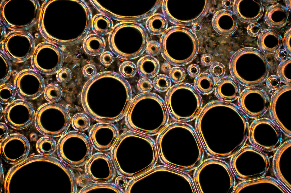 Bubble lattice of shampoo foam, light micrograph