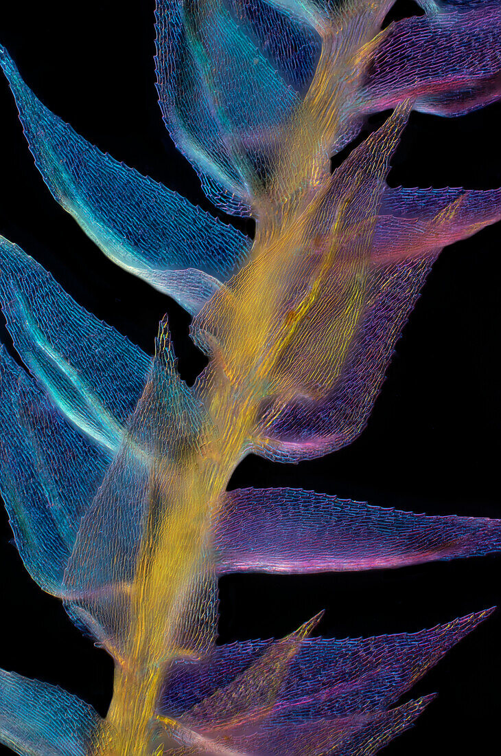 Sphagnum Moss, light micrograph