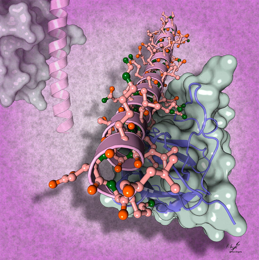 Nanobody bound to coiled-coil peptide, illustration