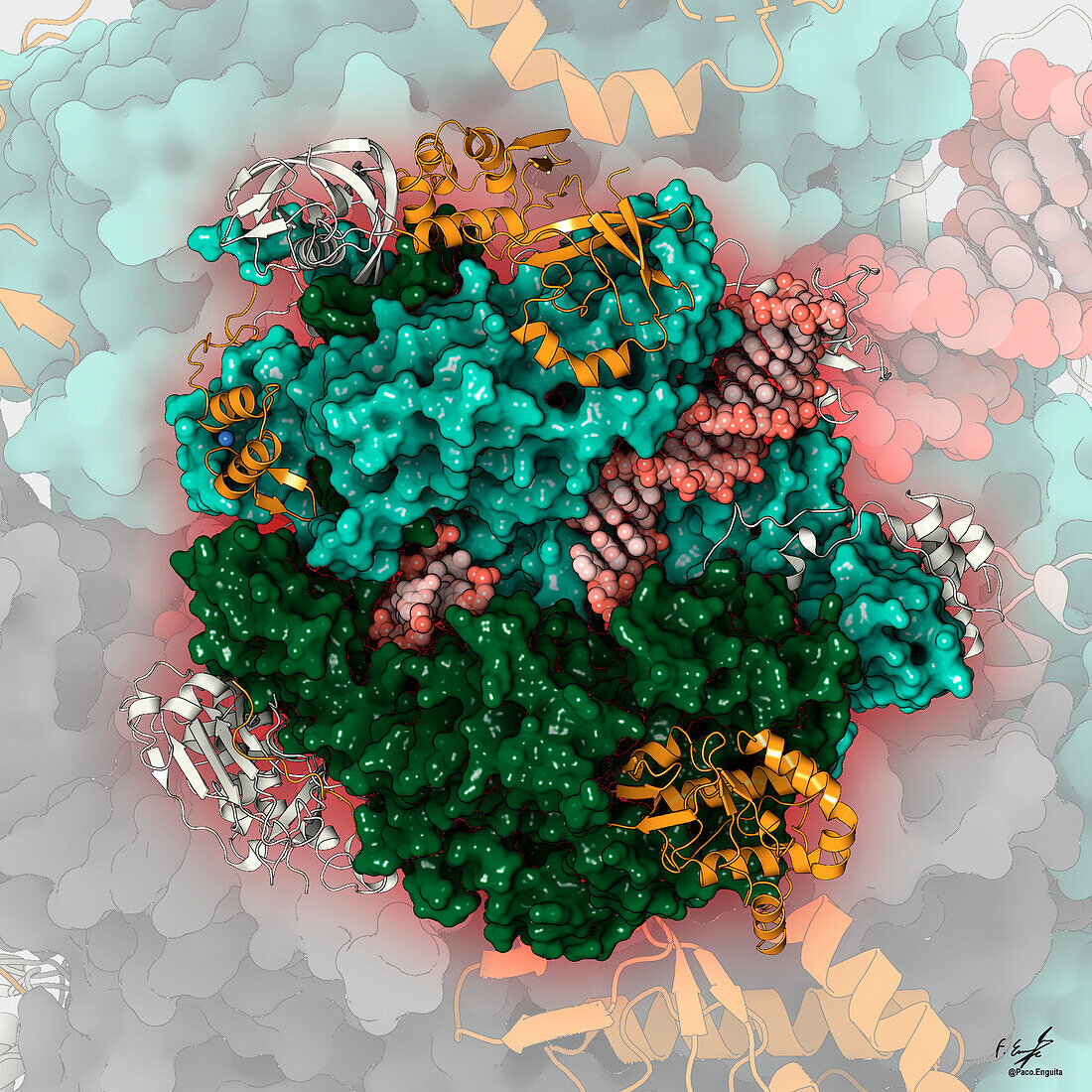 Poxvirus transcription initiation complex, illustration