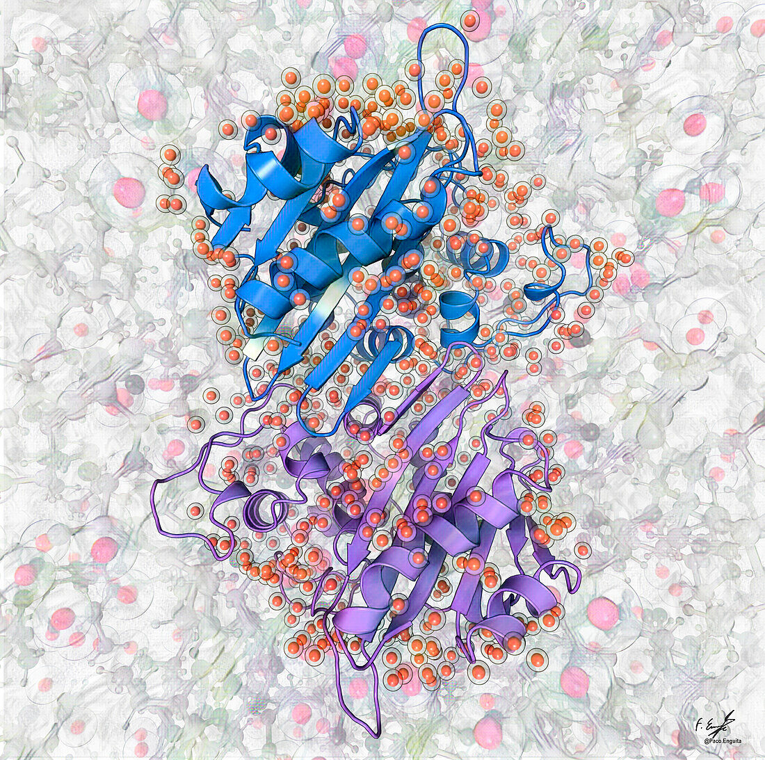 Beta-lactamase molecule, illustration