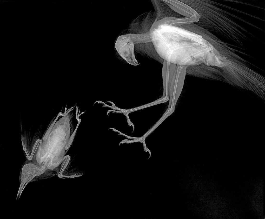 Sparrowhawk hunting starling, X-ray