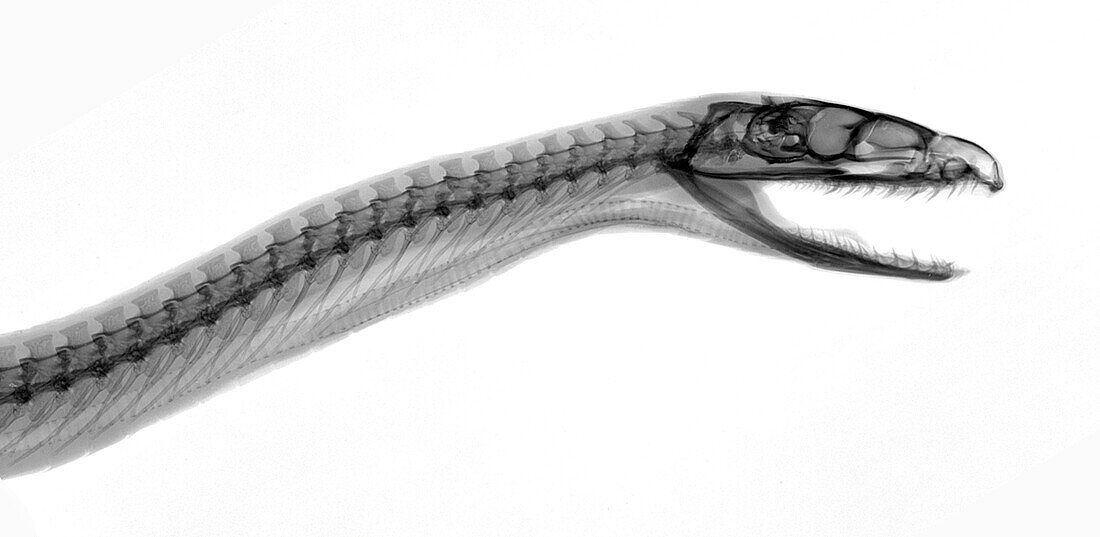Indian python, X-ray