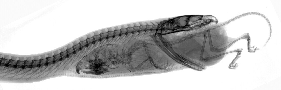 Indian python swallowing mouse, X-ray
