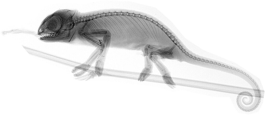 Veiled chameleon, X-ray