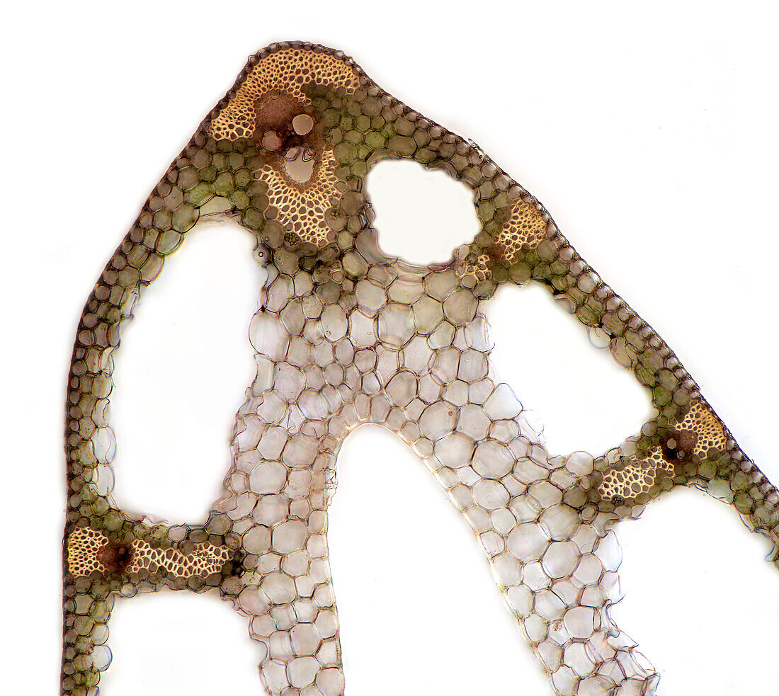 Carex stalk, light micrograph