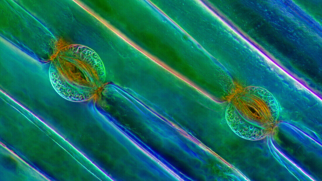Galtonia stomata, light micrograph
