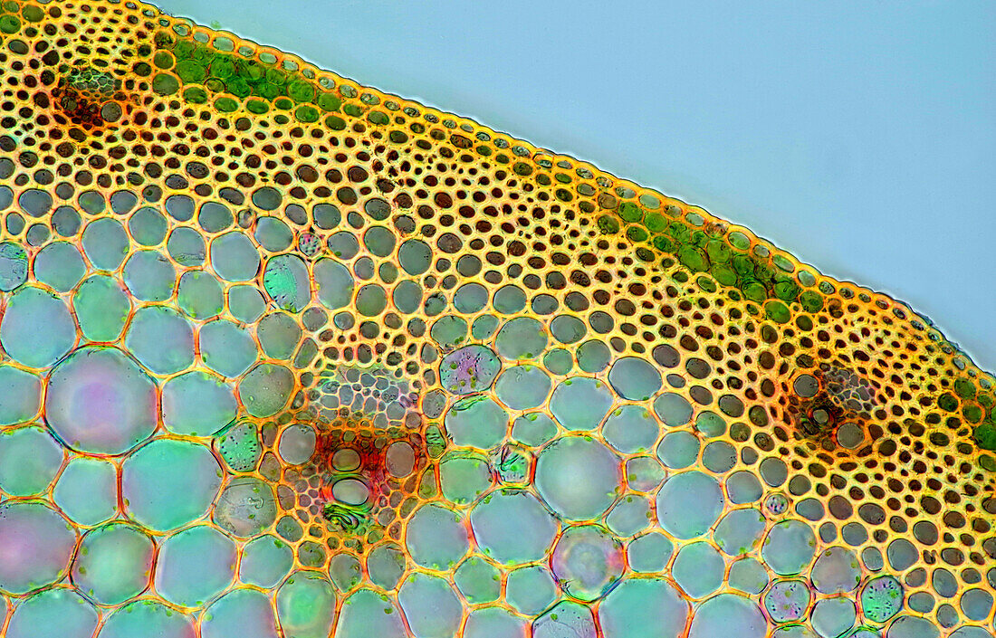 Grass stalk, light micrograph