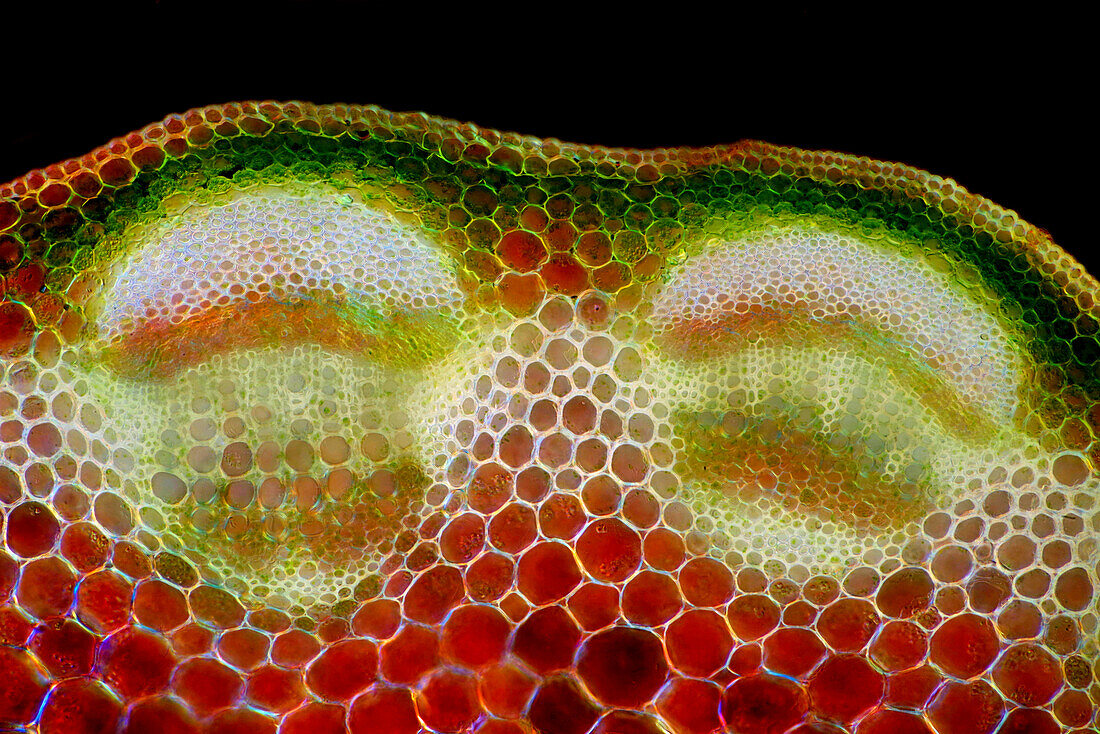 Red clover stalk, light micrograph