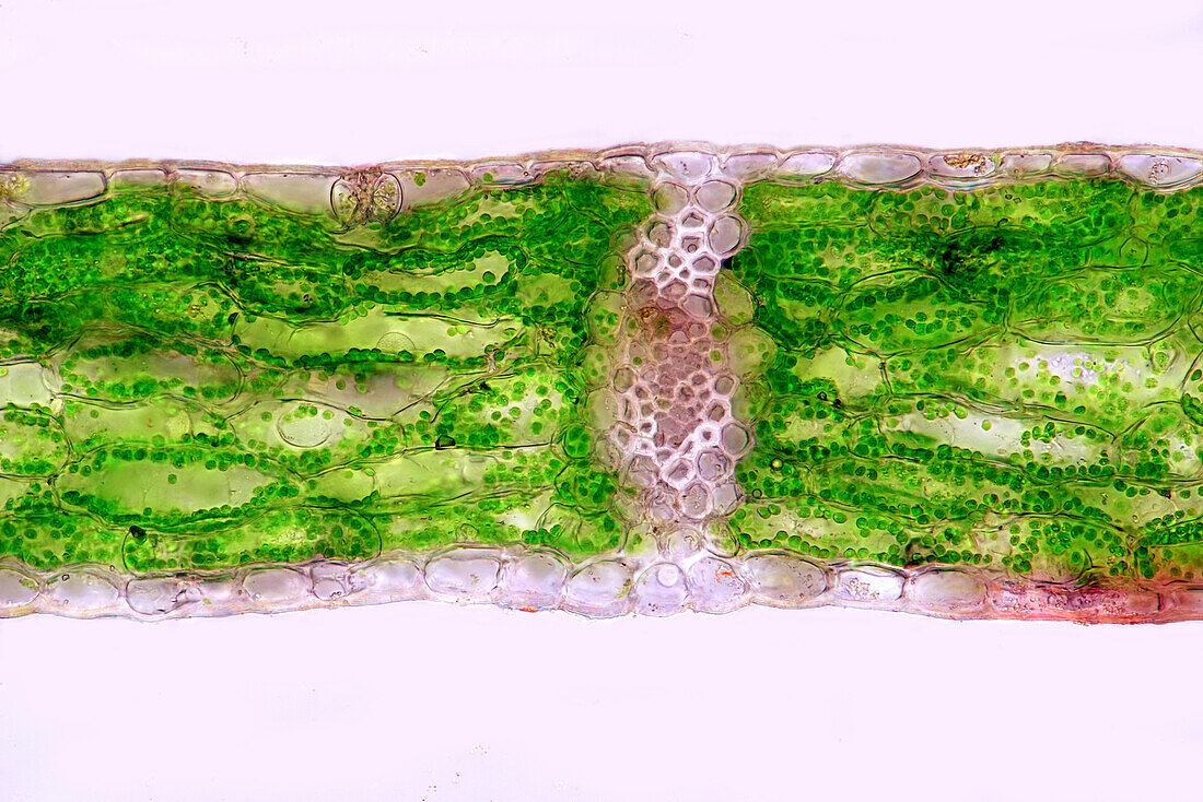Lily of the valley leaf, light micrograph