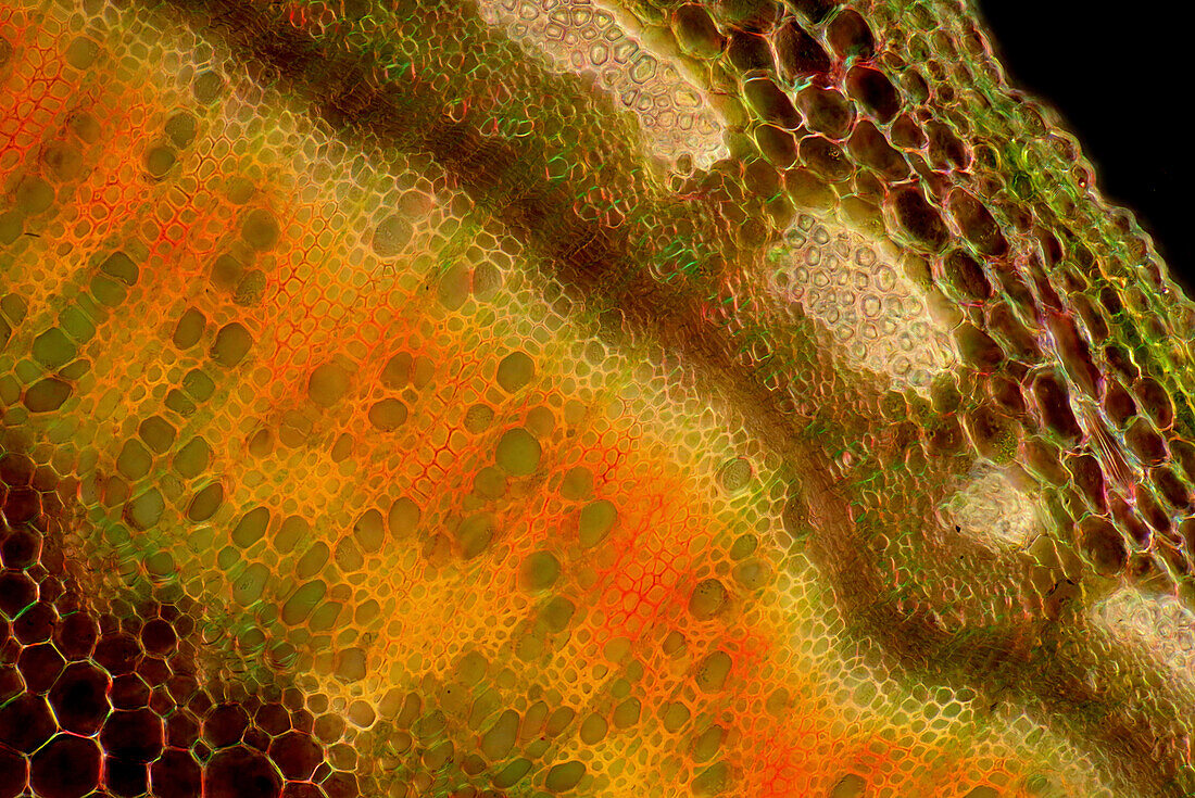 Narrowleaf lupin stalk, light micrograph