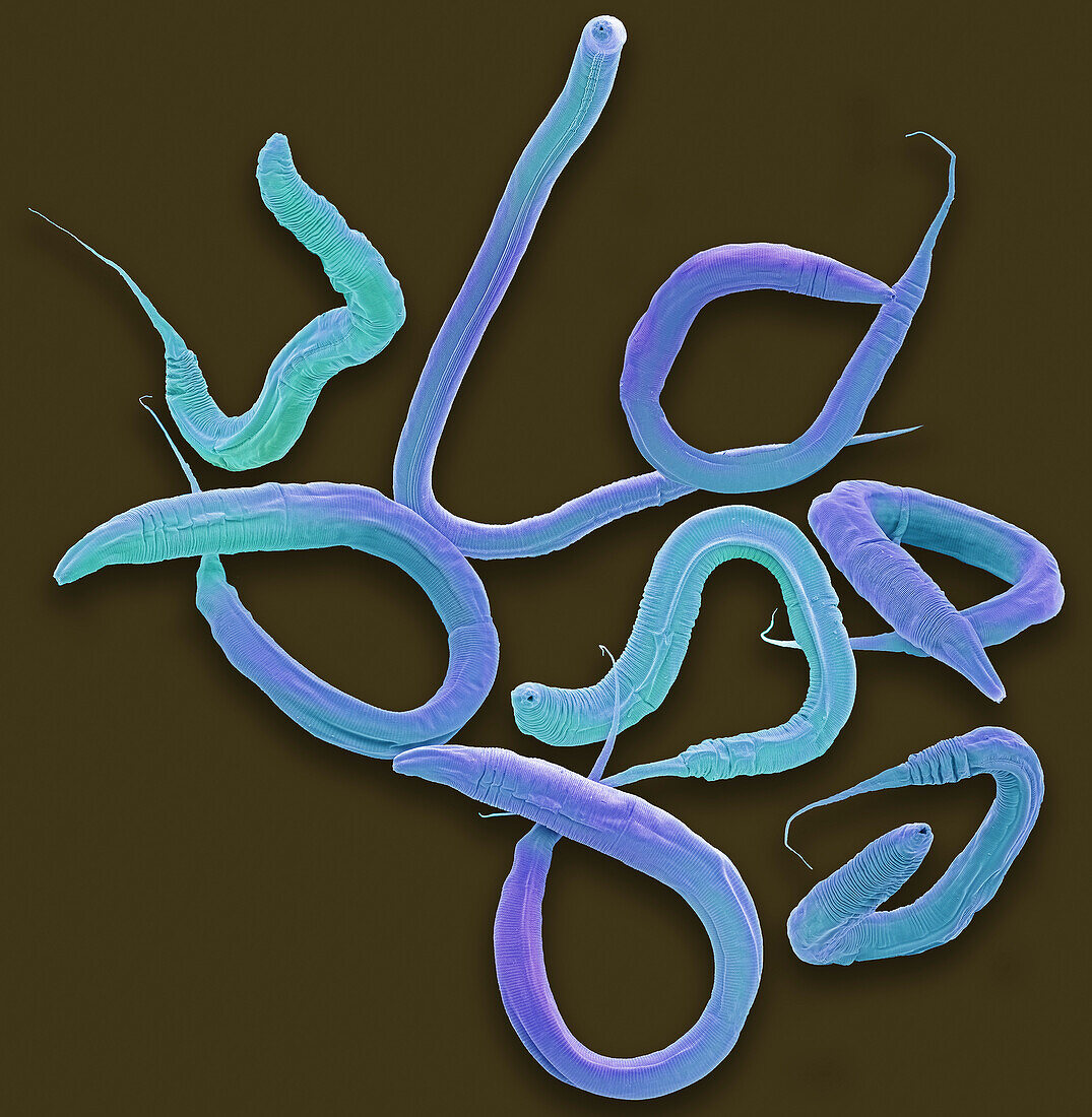 Caenorhabditis elegans worms, SEM