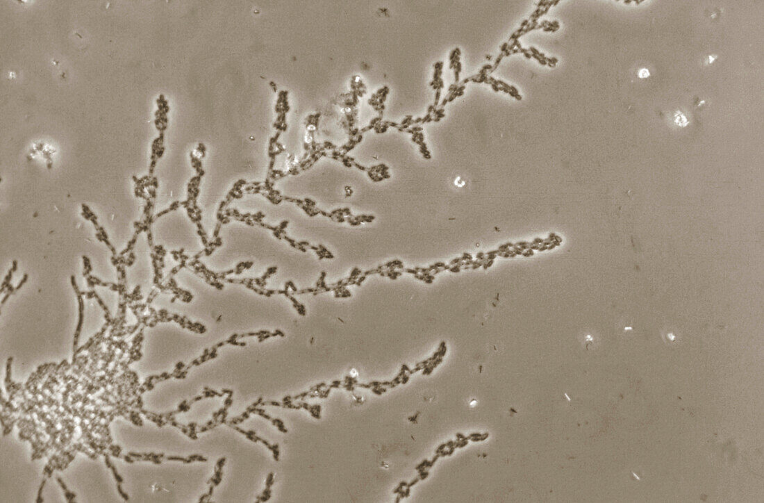 Candida pseudotropicalis fungus, light micrograph