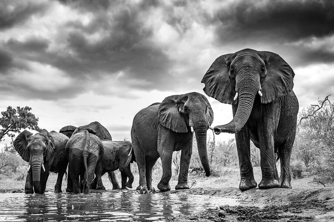 Elephant herd at waterhole