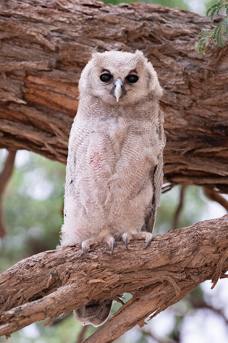 Juvenile Verreaux's eagle owl