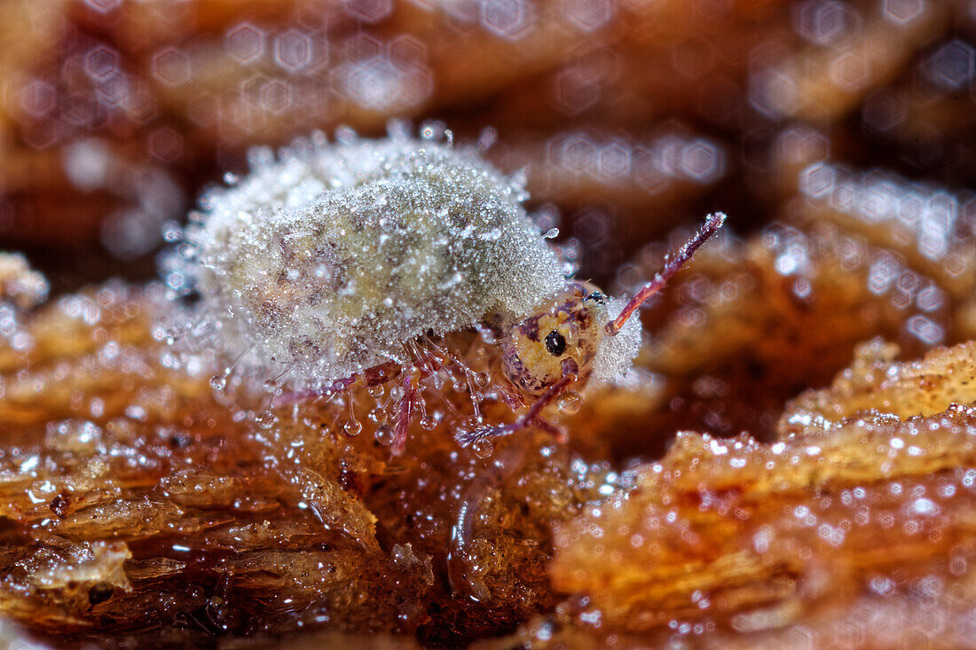 Springtail infected by a virus